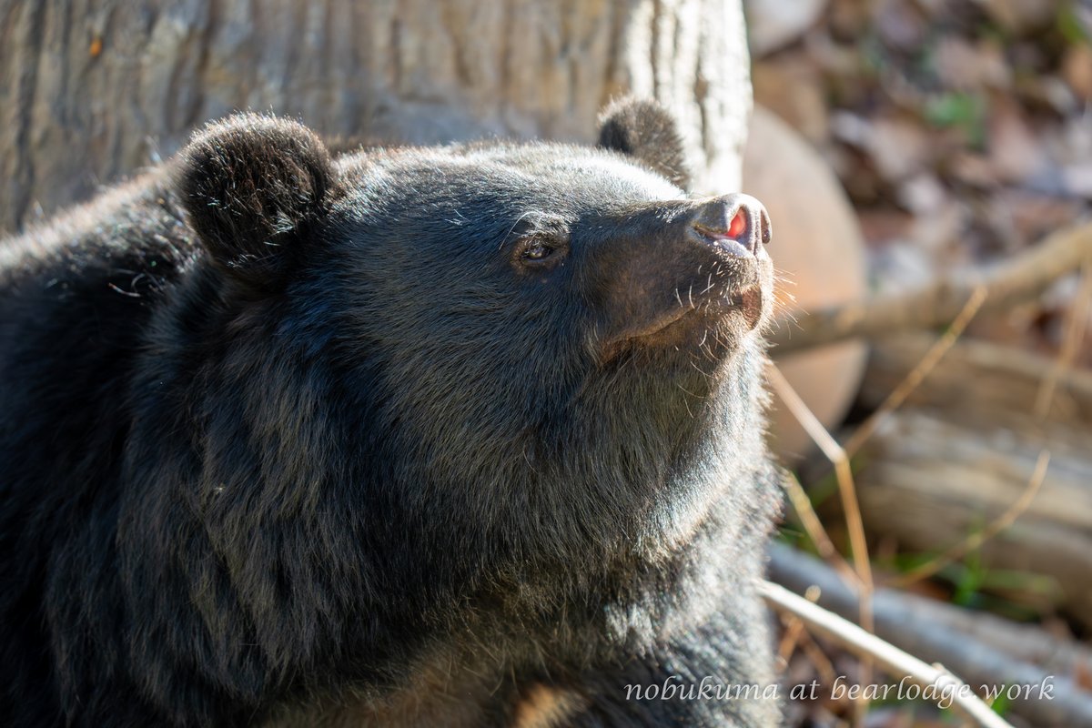 リオ #月曜日のクマ #盛岡市動物公園 #ZOOMO #二ホンツキノワグマ 202511