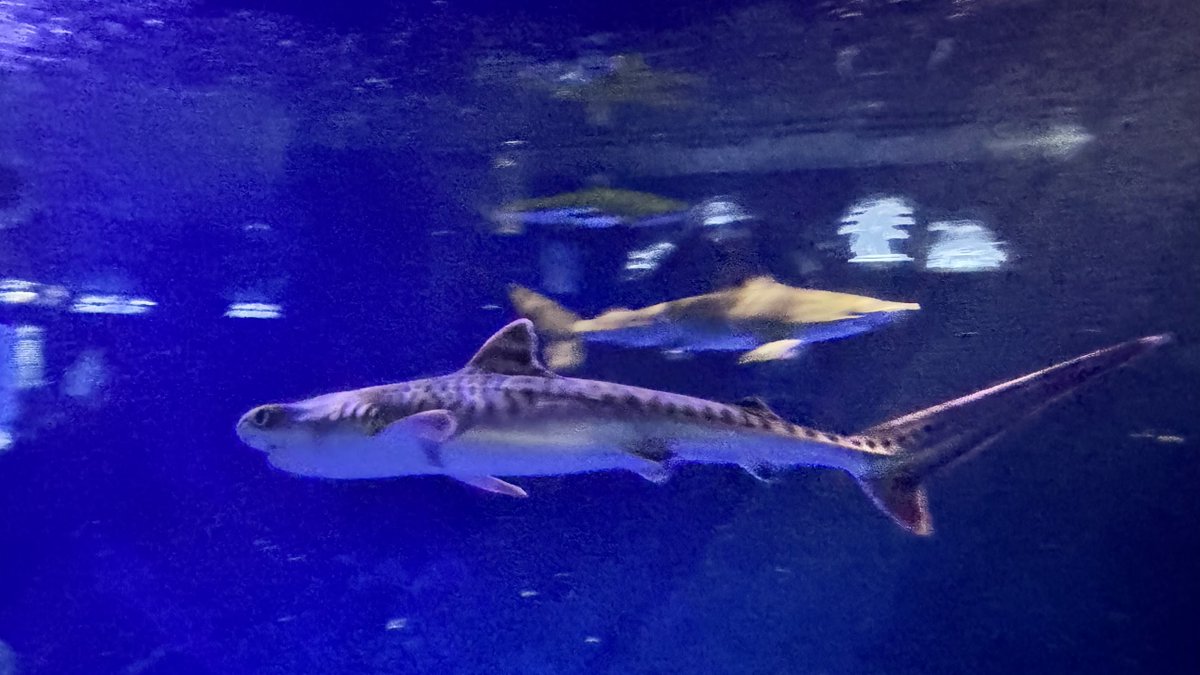 先日 新江ノ島水族館で展示が始まったイタチザメを見に行きました。まだ子供なので縞模様くっきりで綺麗でした。