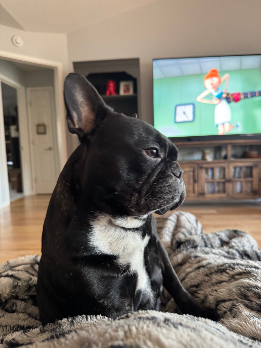 #Loss #RIP #BF #BFF #Raze #frenchbulldog #frenchie #love #MLKDay #bestfriend