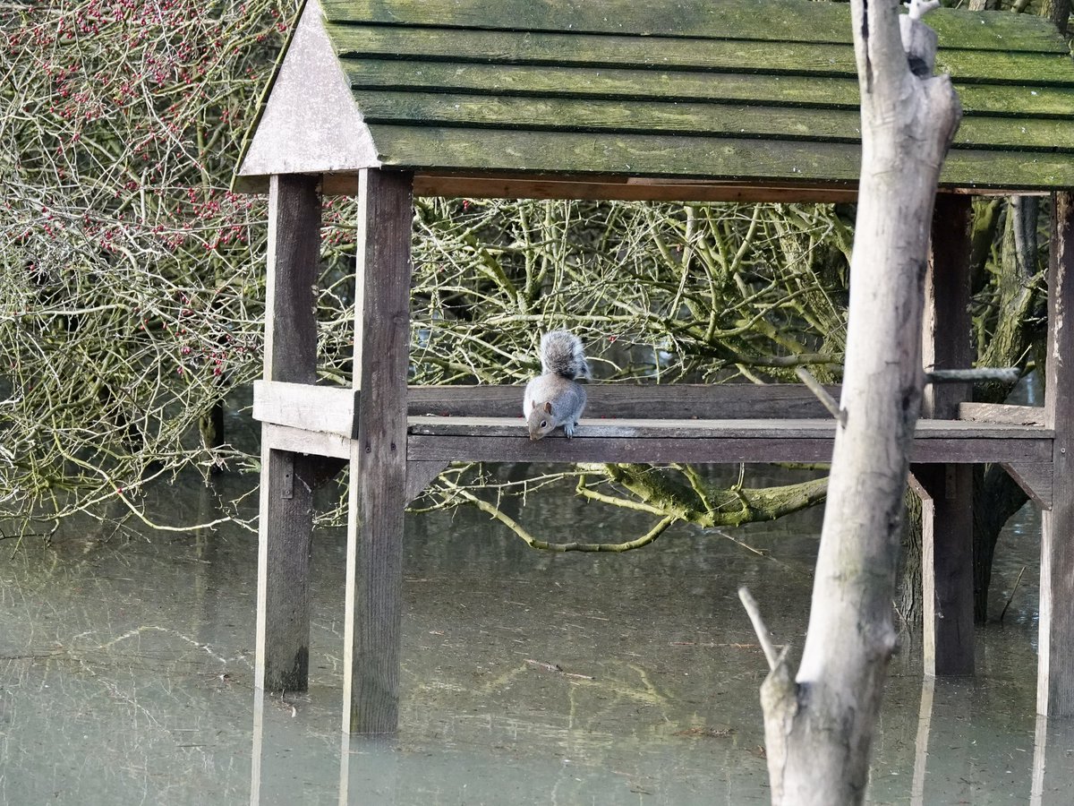 Sharon Wood (nee Loose) tweet media