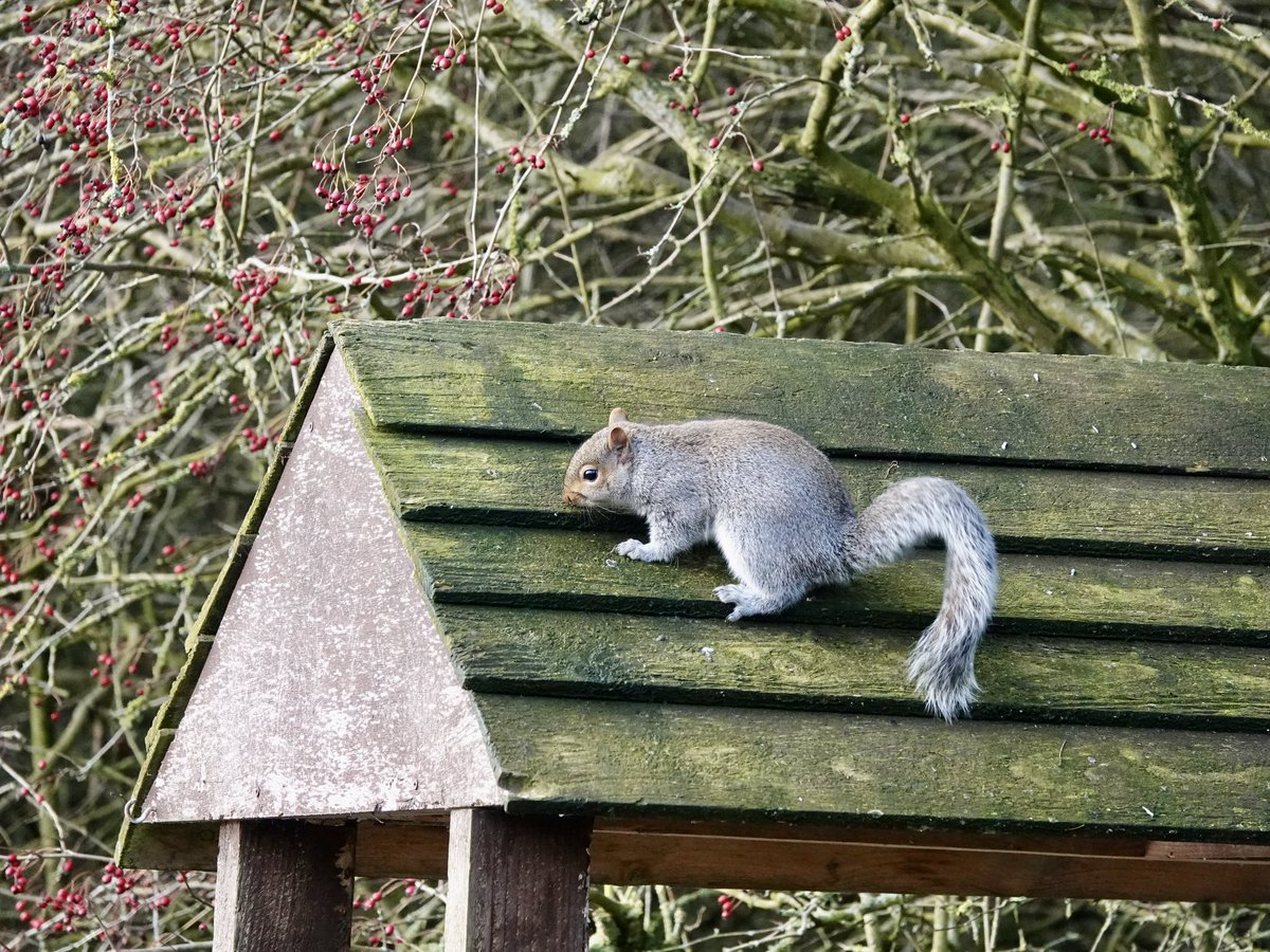 Sharon Wood (nee Loose) tweet media