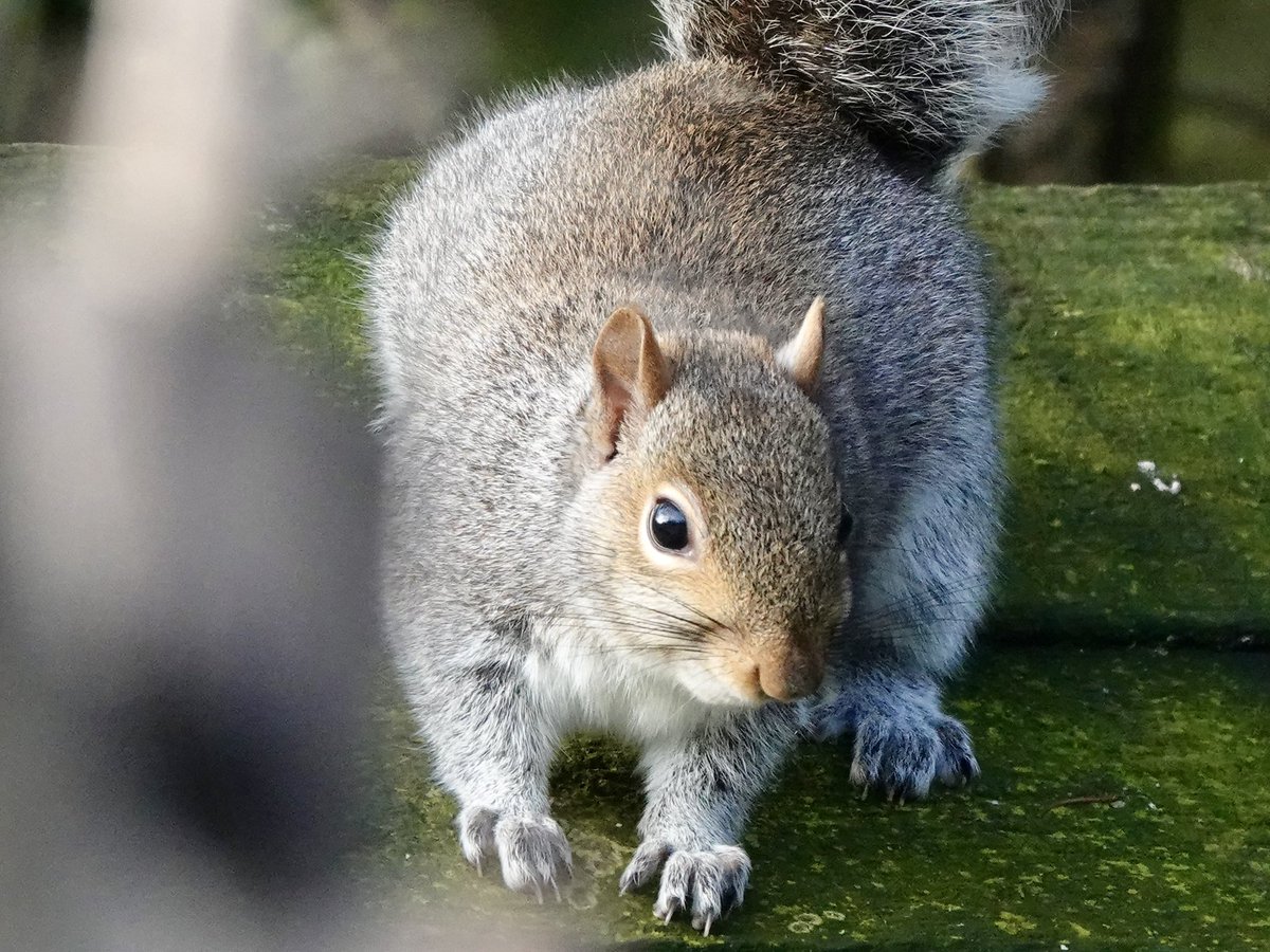 Sharon Wood (nee Loose) tweet media