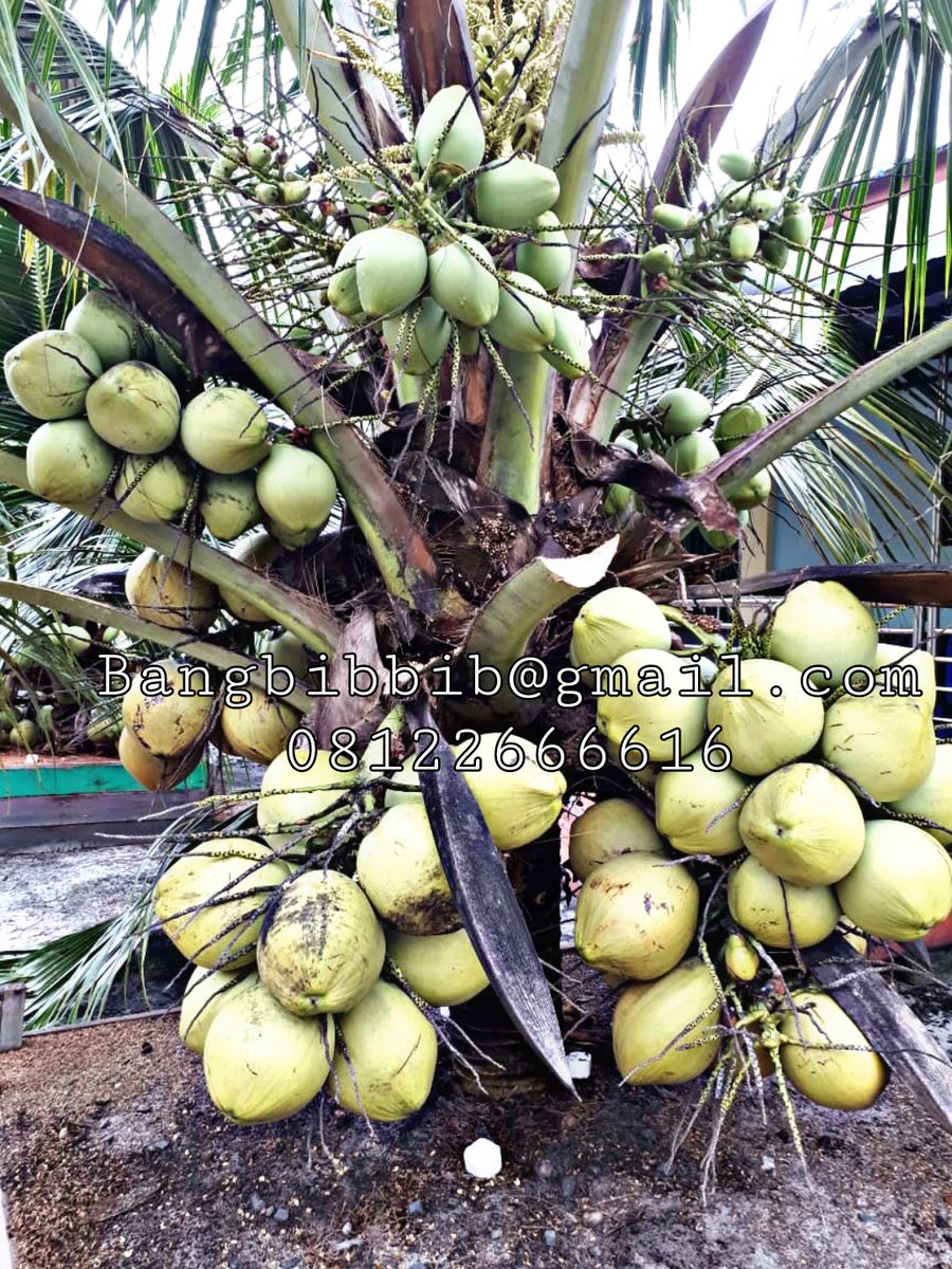 Ketidakmampuan Indonesia untuk memproduksi buah secara optimal dibandingkan produsen luar seperti tetangga sebelah katakanlah thailand malaysia dan vietnam indonesia tertinggal sangat jauh ,penyebabnya  beberapa faktor struktural 

1. Skala Produksi dan Pengelolaan Lahan yang