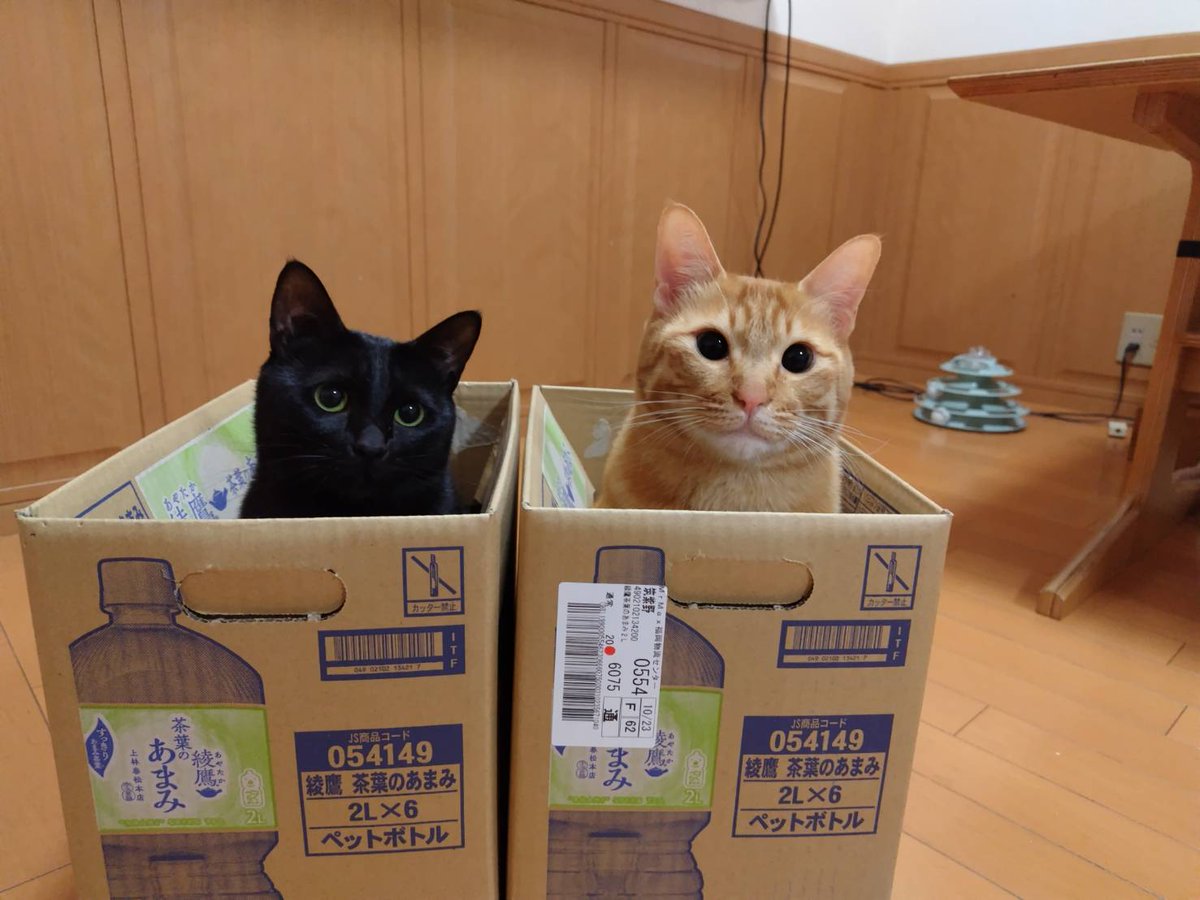 miychacha's tweet photo. 同じ事をしたがる https://t.co/AYsFoVtMh4