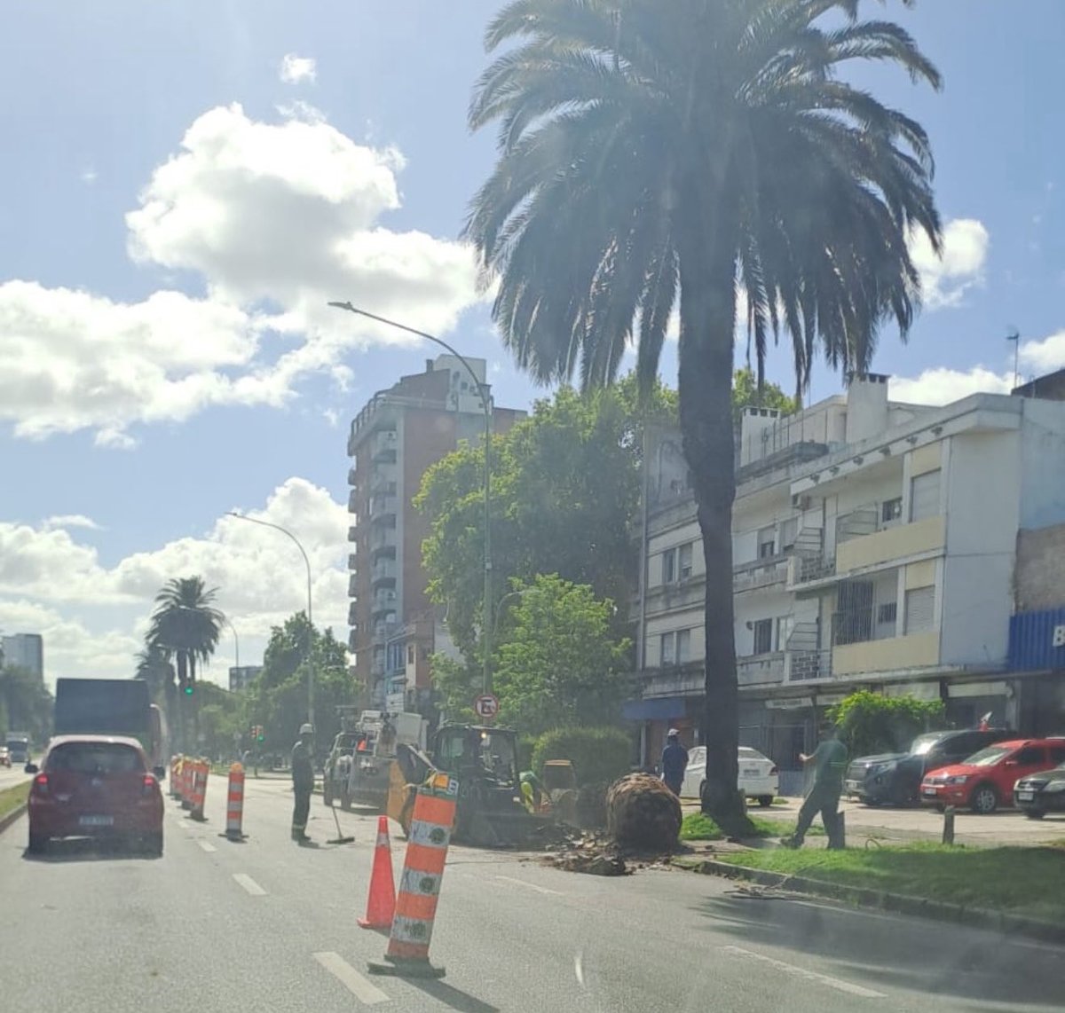 Juanma15's tweet image. Comenzó la tala de palmeras afectadas en Bvar. Artigas. Esto merece un estudio serio sobre el origen del daño. Un crimen después de décadas de crecimiento. Y ahora necesitamos un PLAN DE RECUPERACIÓN real, con plazos y responsables.
#Montevideo