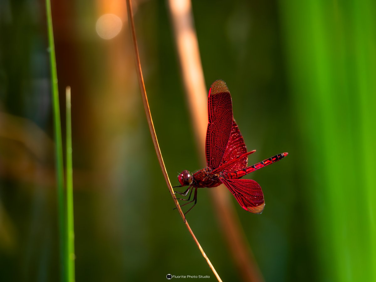 FLUORITE PHOTO tweet media