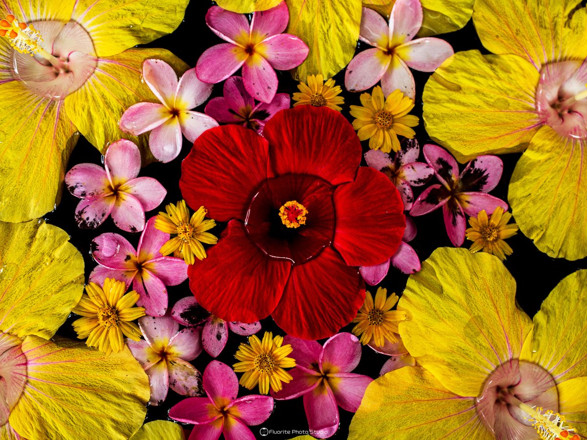 FLUORITE PHOTO tweet media