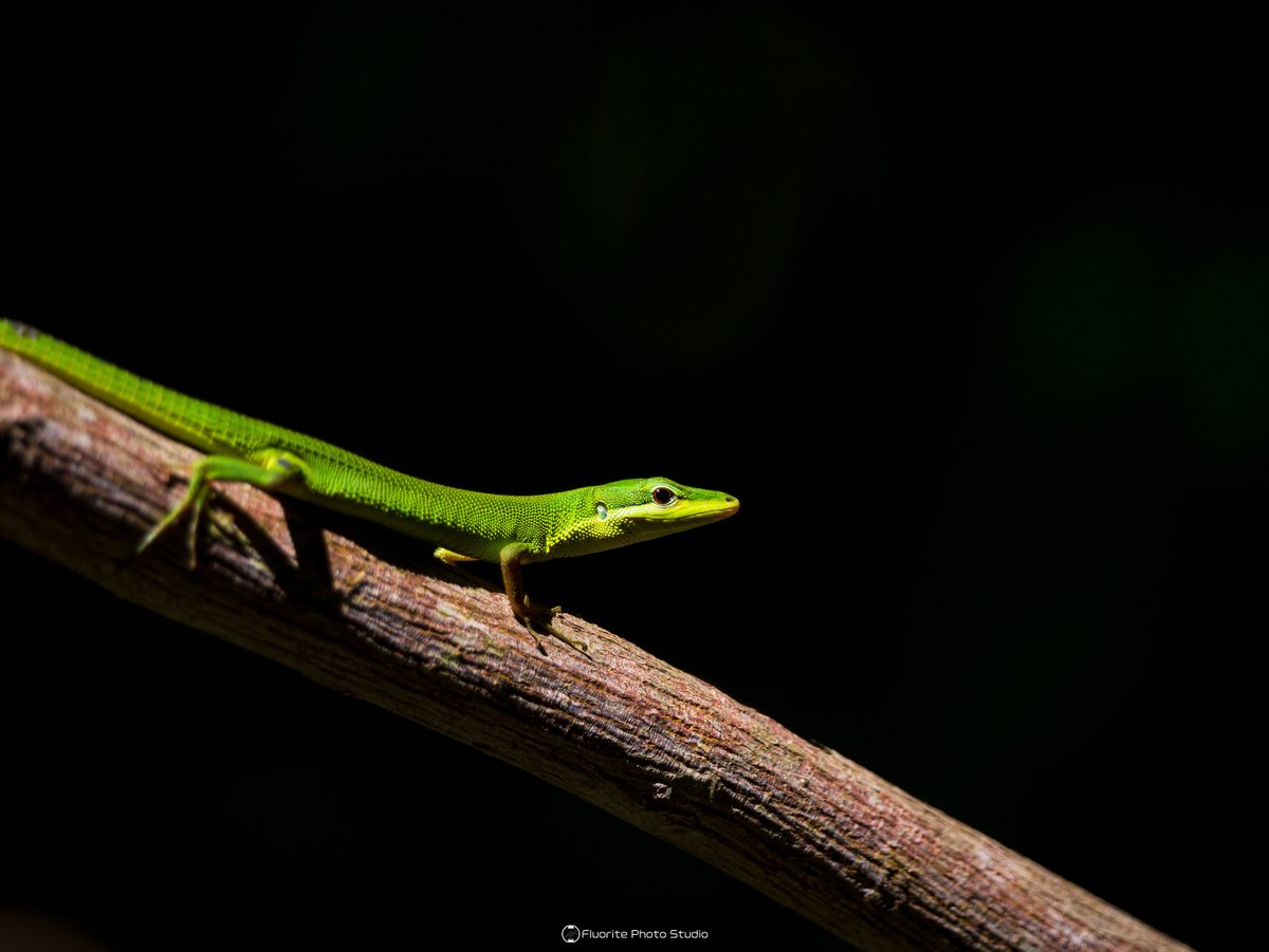 FLUORITE PHOTO tweet media