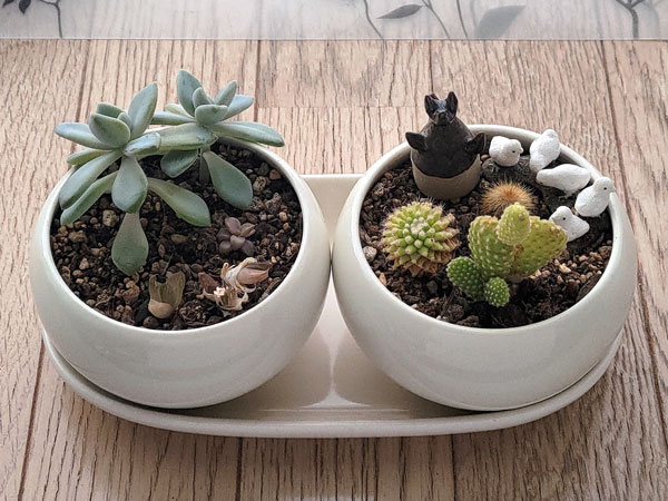 久々に整えた多肉たち。昨年の猛暑に耐えられなかった子や伸びに伸び