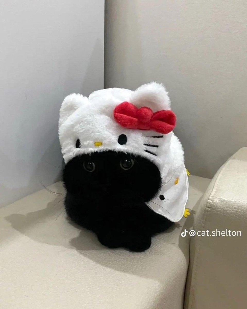 woongwoong_98's tweet image. 우리집 키티˚ෆ*₊ 🐈‍⬛♥️