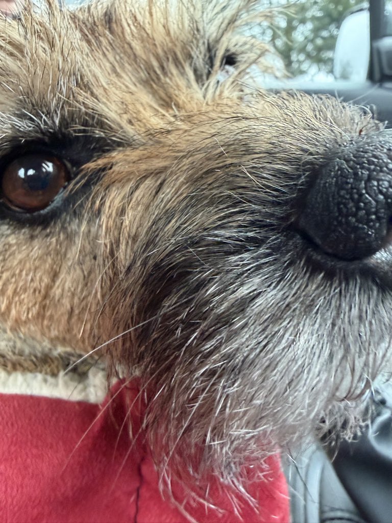RayTheBorderOnMull 🐾 tweet media