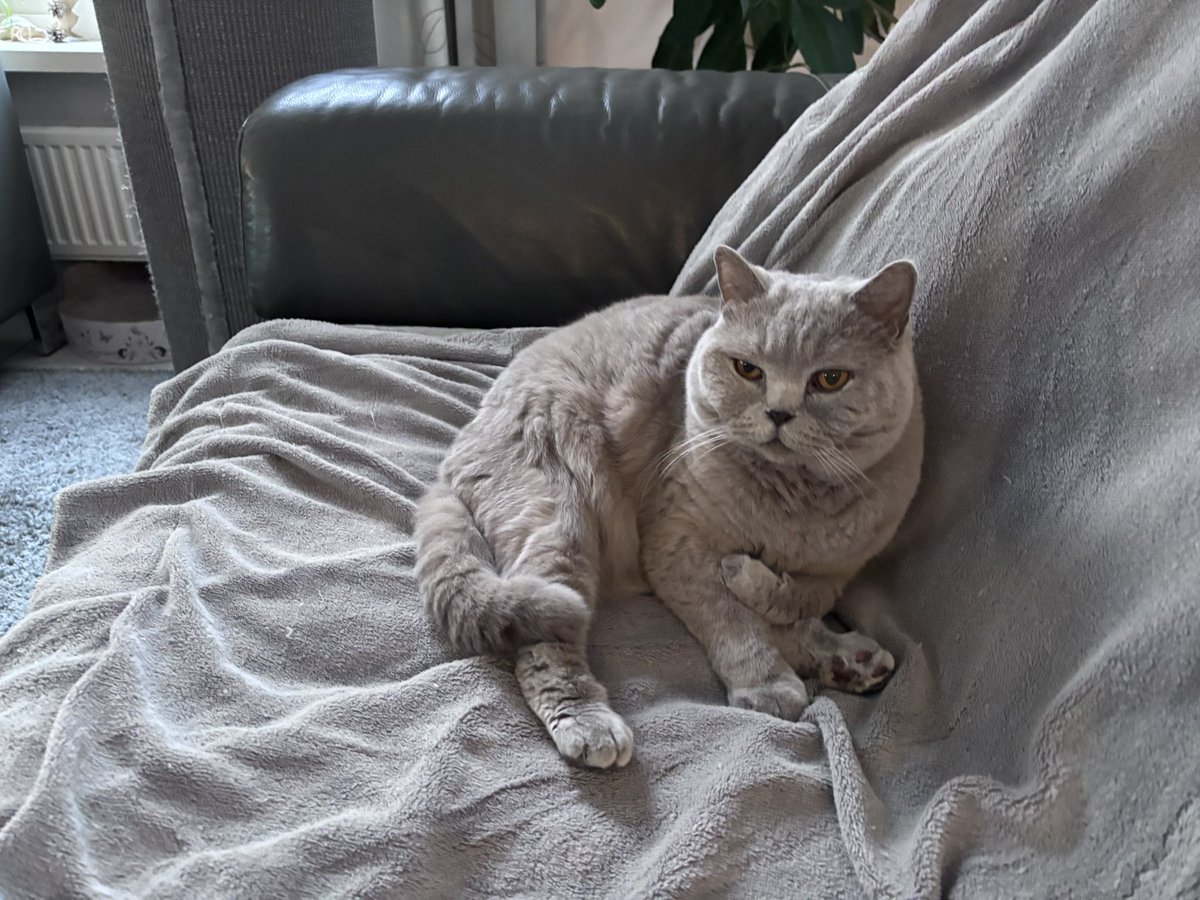 👑Colossus (Woods🌈) tweet media