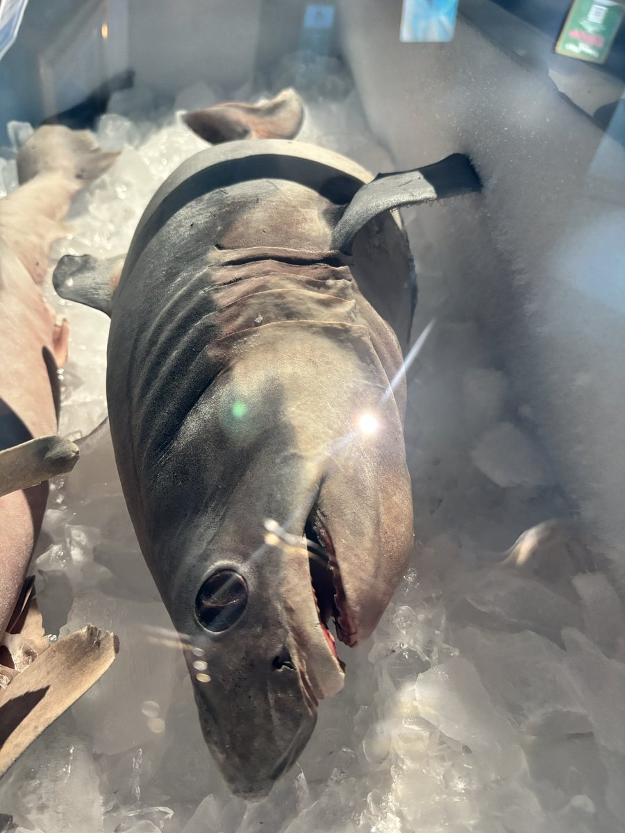 ネズミザメ（胎児）とエビスザメの冷凍標本 中々見れない2種のサメを