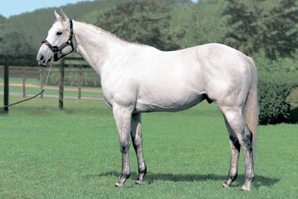 KUROFUNE 🇺🇸 1998
(FRENCH DEPUTY - BLUE AVENUE BY CLASSIC GO GO)
#Kurofune
B/ Nicholas M Lotz (Ky) Mar 31,1998
O/ Makoto Kaneko
KEESEP $70,000, FTFFEB $430,000 
10-6-1-2---$3,043,410 
Champion Dirt Horse in Japan🇯🇵
Manichi Hai S, NHK Mile Cup, Tokyo Chunick Sports Hai Musashino S,