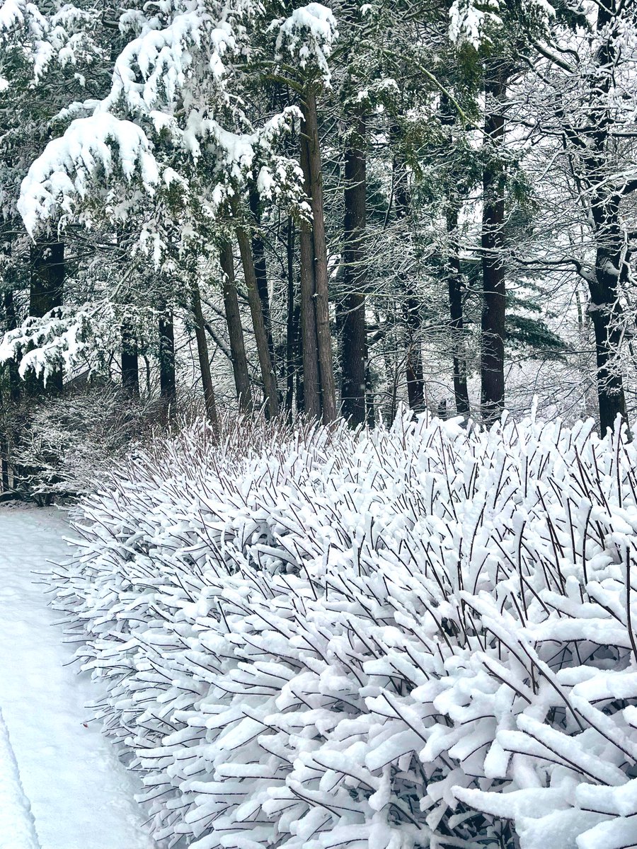 NicDavisNotes's tweet image. Good Morning my pals, we have snow ❄️ ☺️ about 4-5”