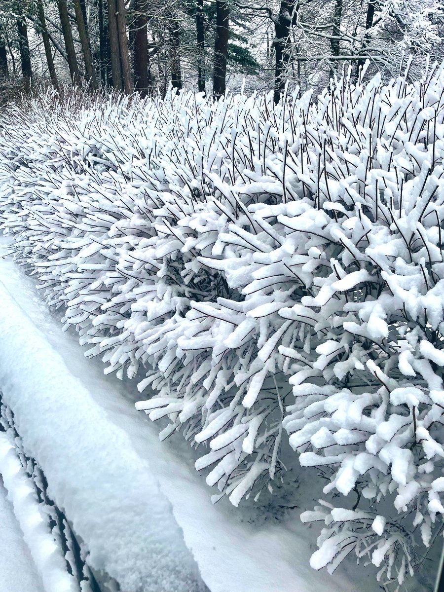 NicDavisNotes's tweet image. Good Morning my pals, we have snow ❄️ ☺️ about 4-5”