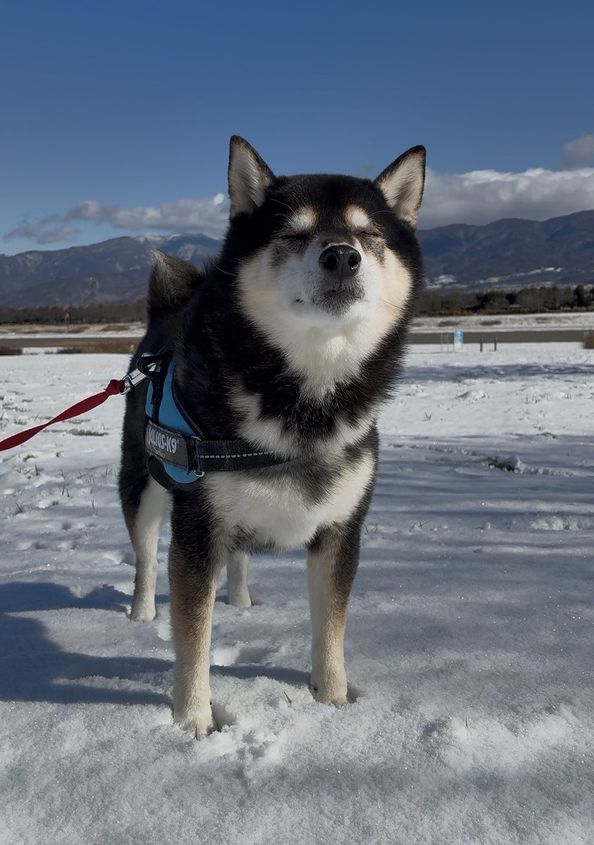 ぽんぽんポン助 (@ponpon_PONSUKE_) / Posts / X