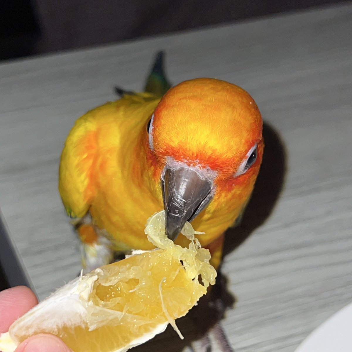 يوم ميلاد شَمس 🎈