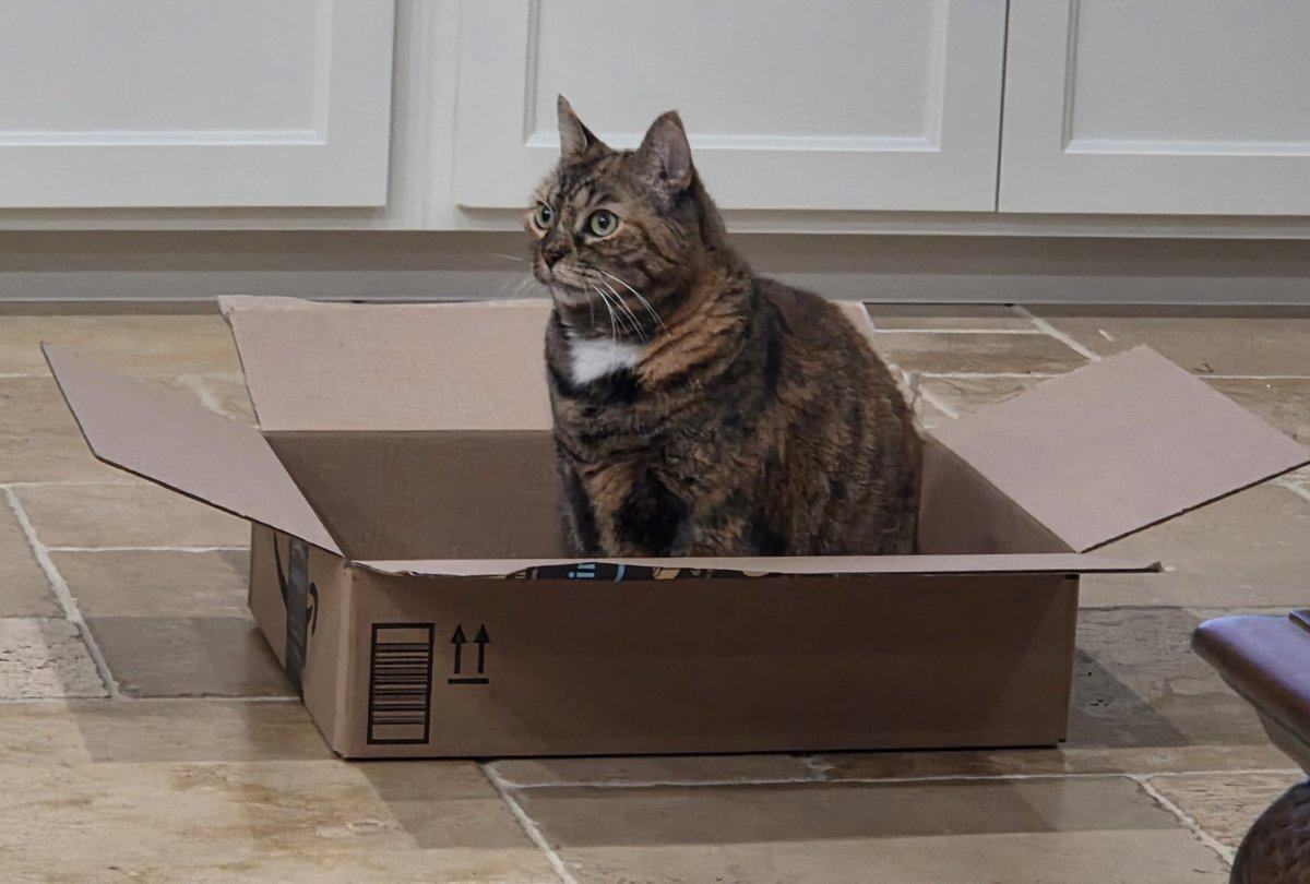 Fendi and angel Foxy tweet media