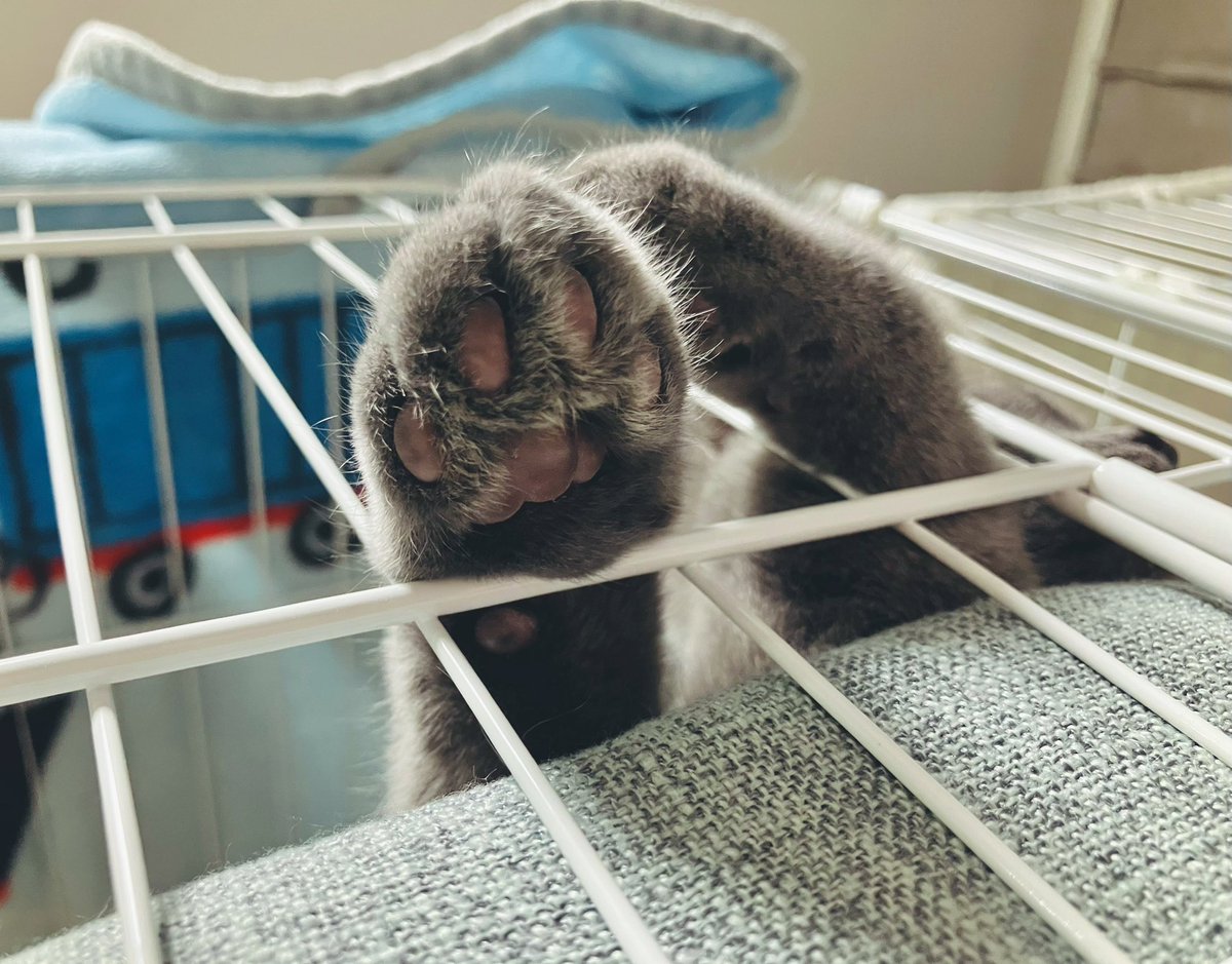 PyonxCafe's tweet photo. 手が もふもふ ☺︎🐈‍⬛ https://t.co/gLxXZ3OaW1