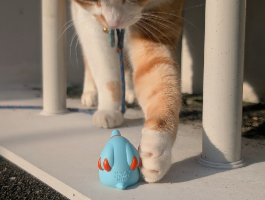 ゴマゾウだよ、ねこ