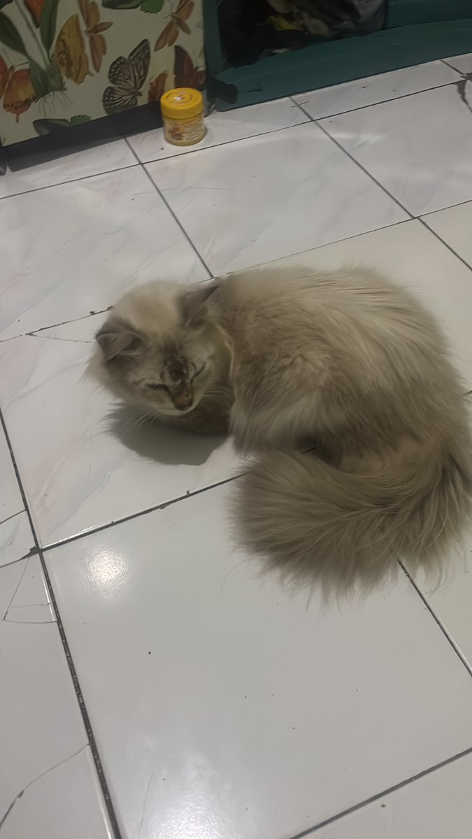 𝓑iya saw enhypen tweet media