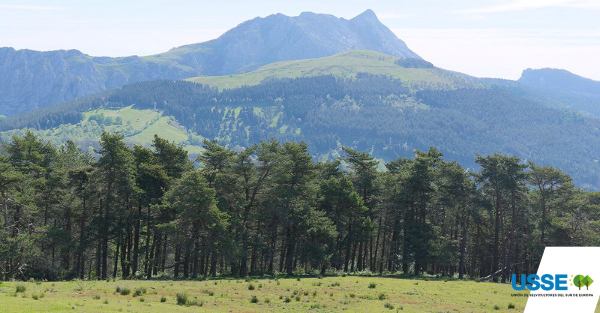 USSE_Forest's tweet photo. 🤝🌳 USSE: cooperación transfronteriza para proteger los bosques del sur de Europa ante riesgos crecientes. 🔗 https://t.co/rx4OgilzQN #USSE https://t.co/EUd6LcSXr1