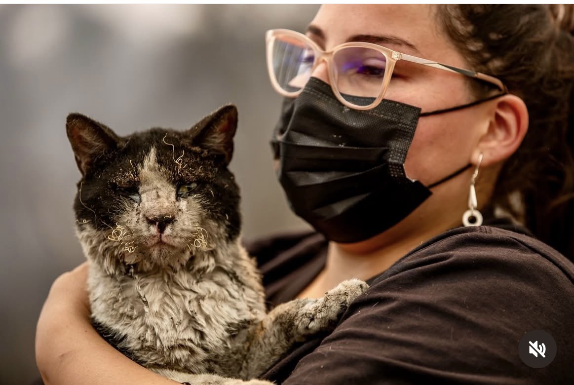 camilaemiliasv's tweet image. Gracias por no abandonarlos en medio de esta terrible tragedia y después de haberlo perdido todo  #Lirquen 
Fotos: Javier Torres Lantadilla