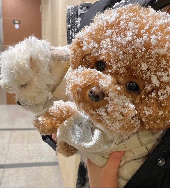 fuhentetsu's tweet image. 雪の日に散歩に出掛けたら、
　竜田揚げみたいになって帰って来た…