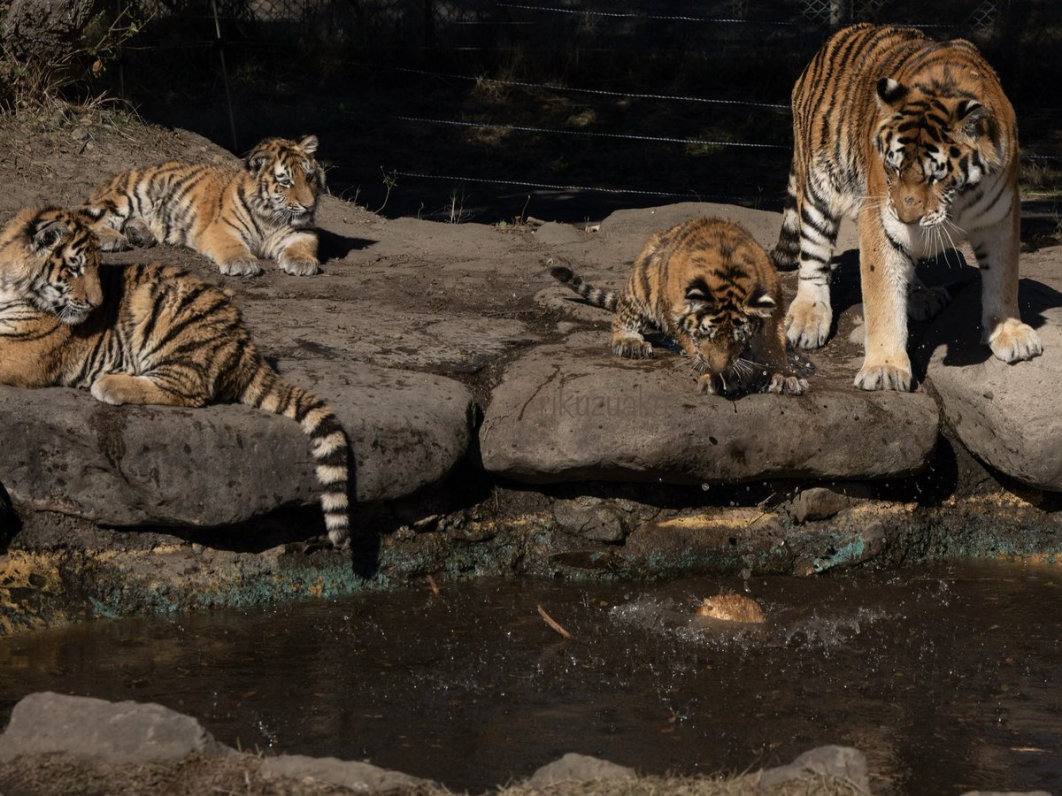 ぽちゃん❗️
木のおもちゃが池に落ちちゃった🐯💦

#アドベンチャーワールド #アムールトラ
#amourtiger