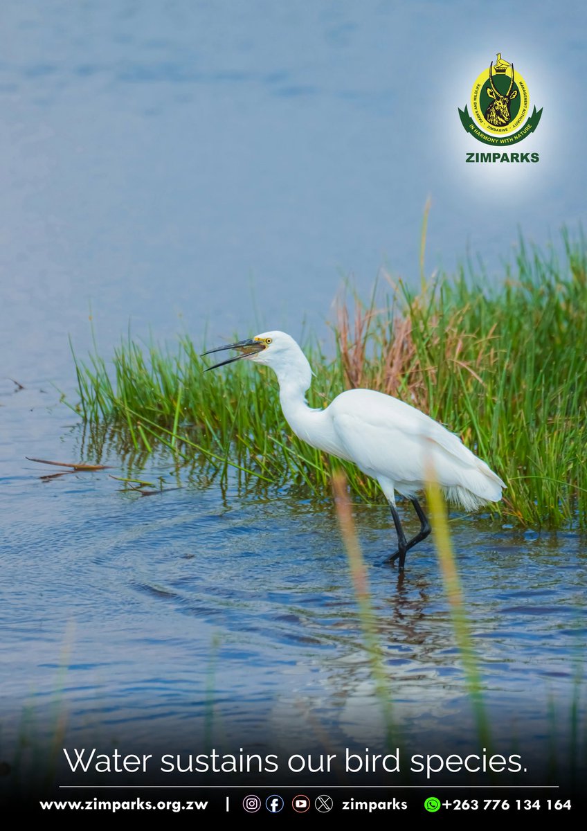 Zimparks's tweet image. Wetlands are lifelines for our wildlife. They sustain animals year-round, nurture our bird species, and provide critical resting grounds for migratory waterbirds travelling across Africa. Protecting our water bodies today safeguards our natural heritage tomorrow.
#water
#habitats