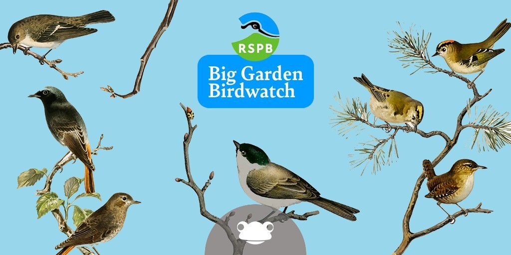 Frog Education tweet media