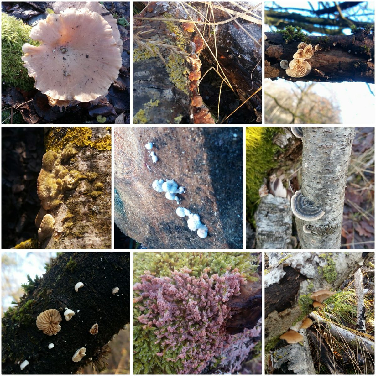 LX8111's tweet photo. Yesterdays finds for #MushroomMonday. #Pilze #Mushroom #Fungi https://t.co/m0oNonB9WN