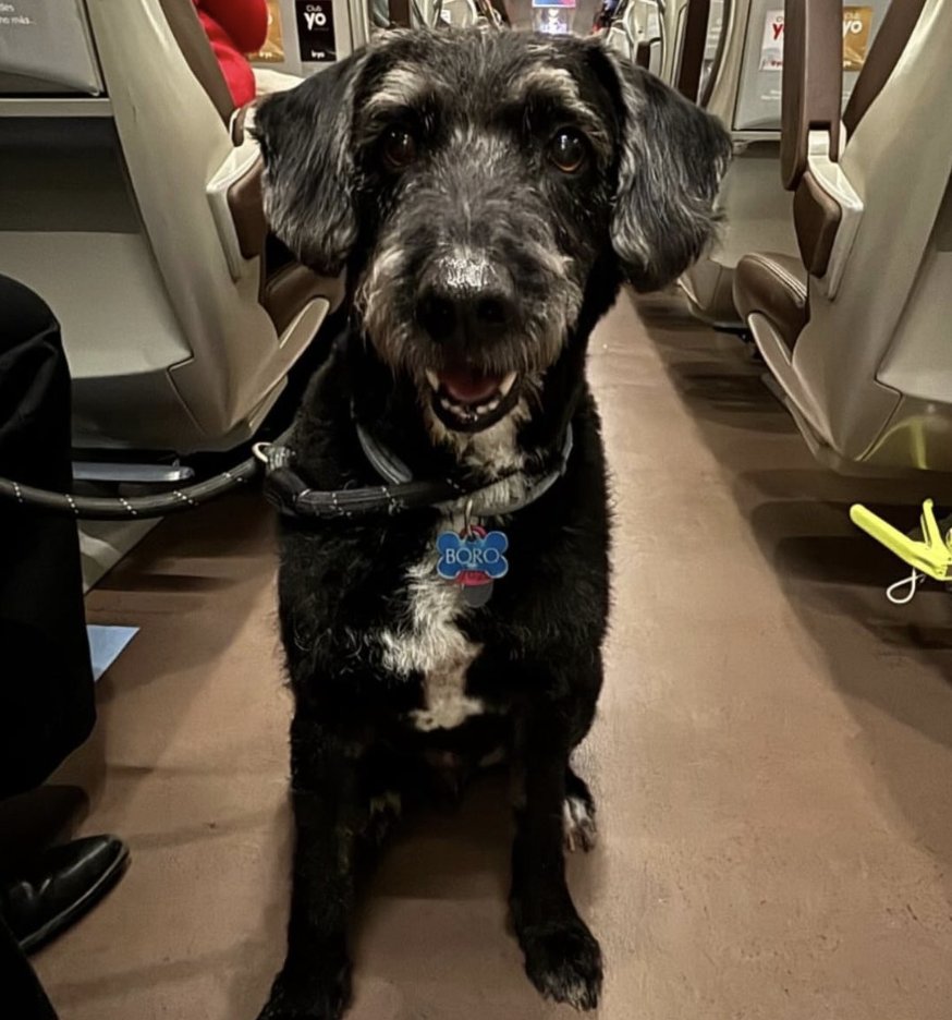 kansaita_'s tweet image. Ana busca a su perro Boro que se ha perdido tras el accidente de tren, tiene que estar muy asustado

si conocéis a gente del pueblo o de la zona pasadle su foto, consigamos a que vuelva con su dueña