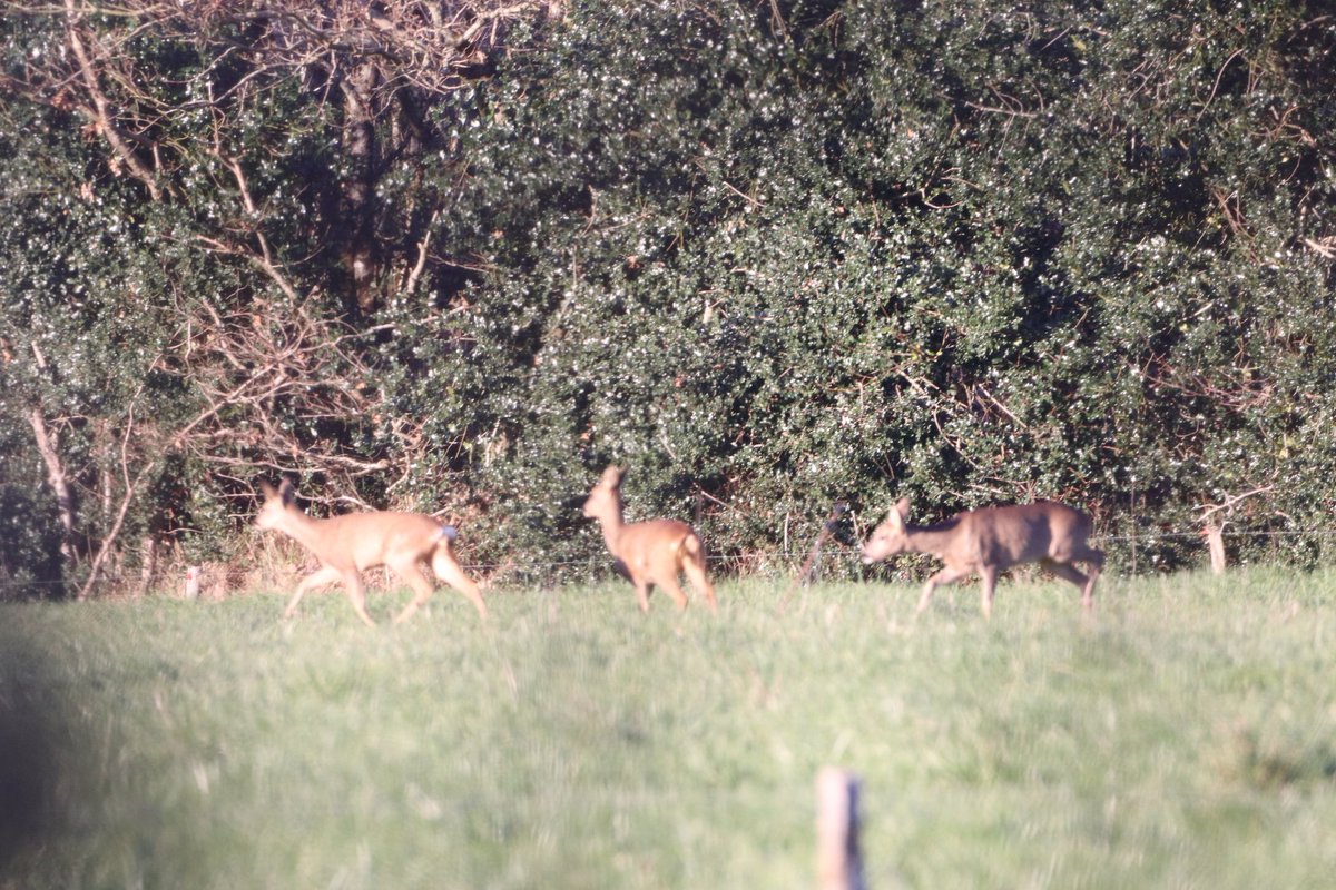 chris40851's tweet image. Rencontre furtive ...
#Nature #balade