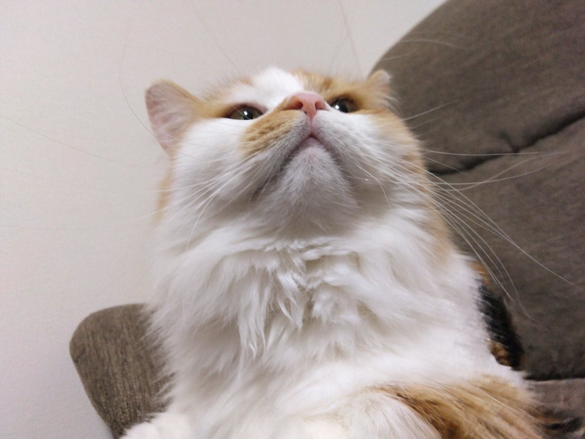 ネコ好きさん 猫好きさんの祭典「にゃんだらけ14」2023年4月8日（土）4月9日（日