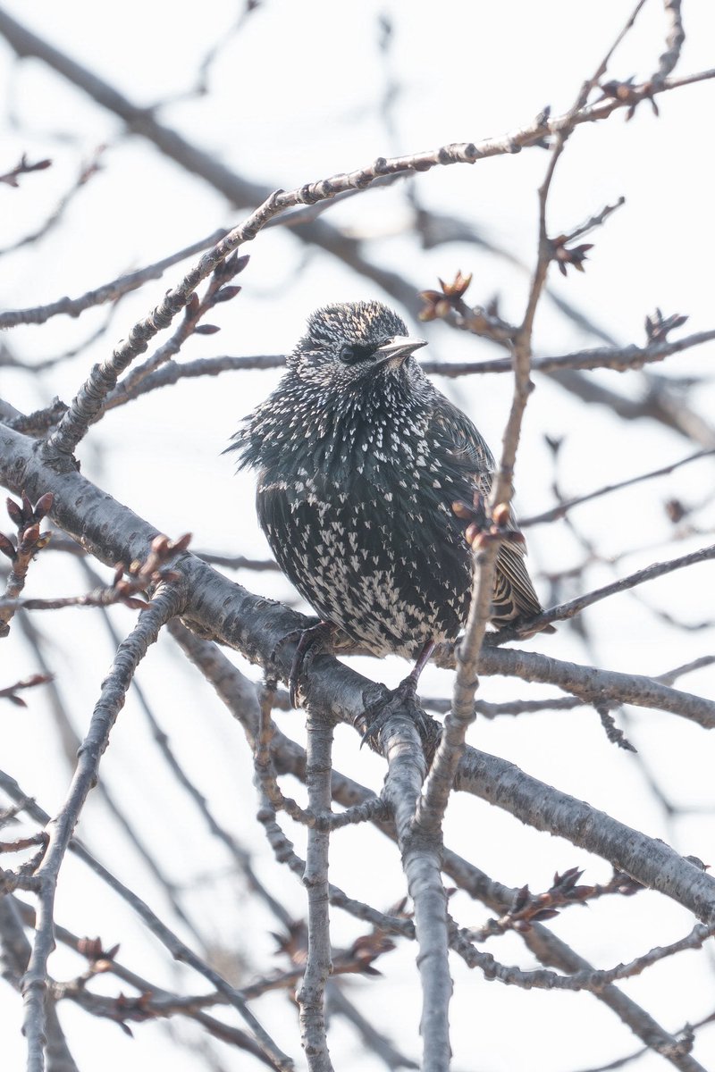 Japan_NatureW's tweet photo. 遠目には黒い鳥。
よく観ると光沢感のある深緑色。
#ホシムクドリ #commonstarling
#野鳥 #野鳥観察 #wildbird #birdwatching
#okayamaprefecture https://t.co/BD8txdnSQQ