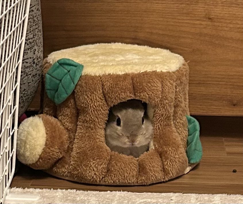 うさぎXうさぎ あったかそうでいいね🪵🐰✨