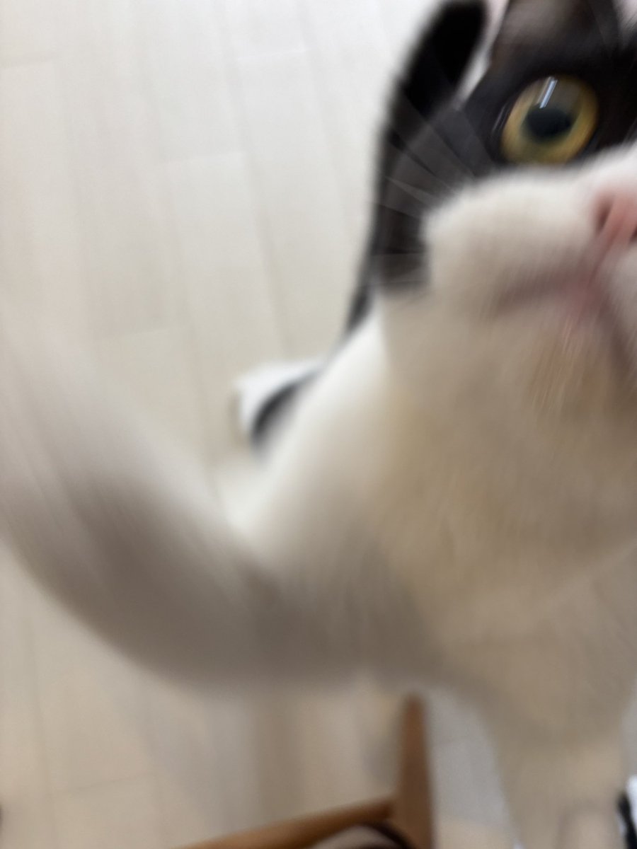 【ねむねこ】 ねむネコ さわやかサマーBIG×BIGぬいぐるみ | オンライン