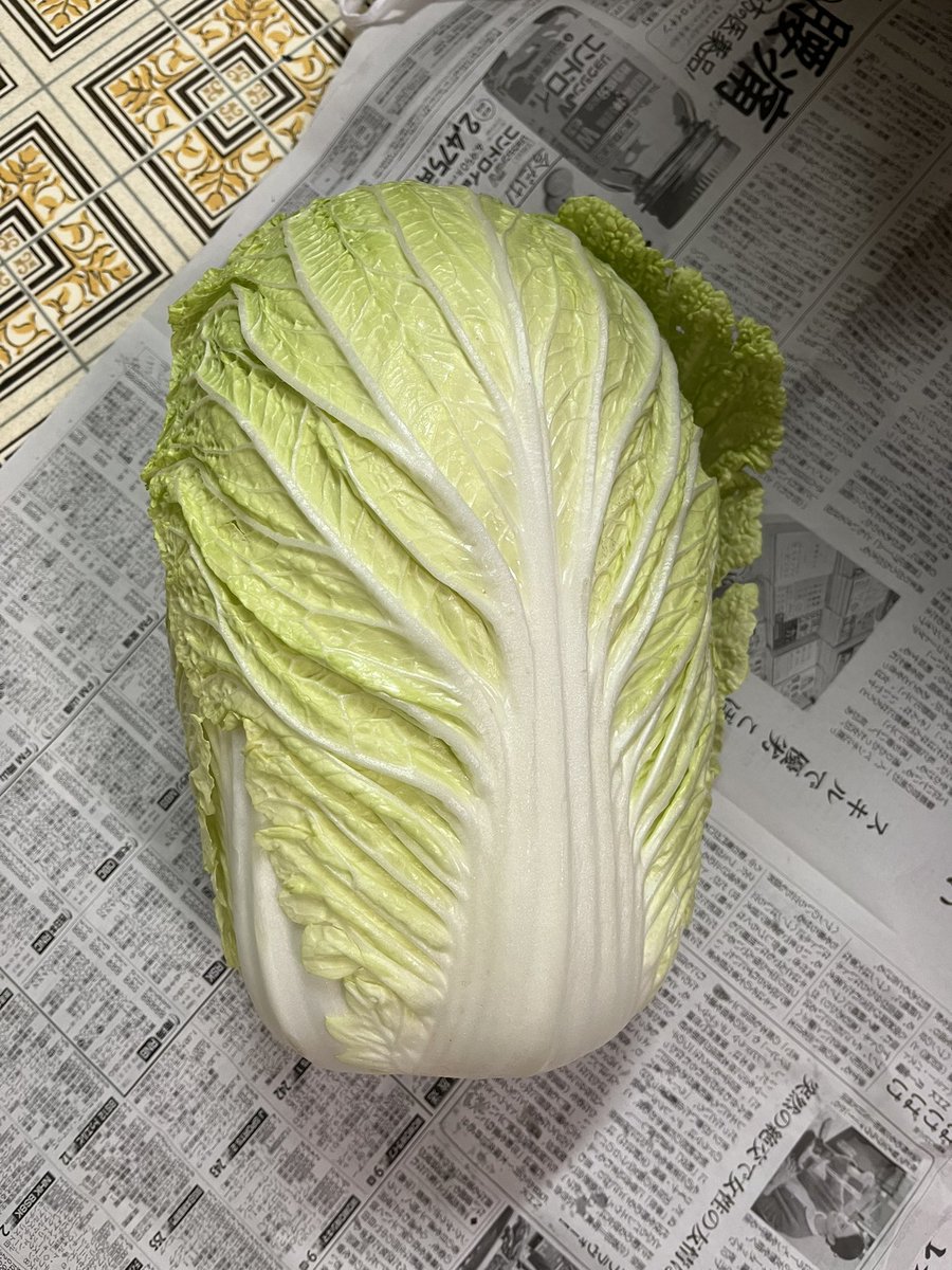 abynosuke's tweet image. 昨日男子駅伝で道が混む前に最寄りの農協直売所にいくと「白菜」「みかん」「蝋梅」祭りだった。安！！
ぷりぷり、みっちり！重たくて手がちぎれるかと思うたわ。