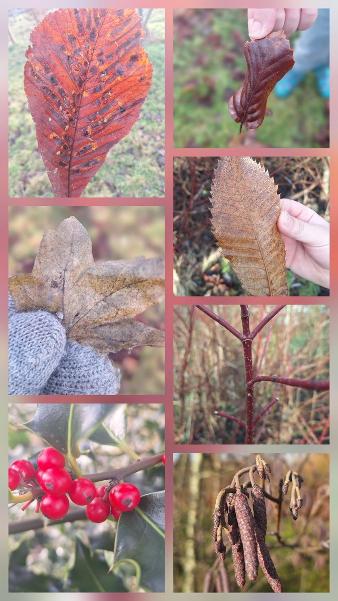 Mrs. Duff - Forest School. tweet media
