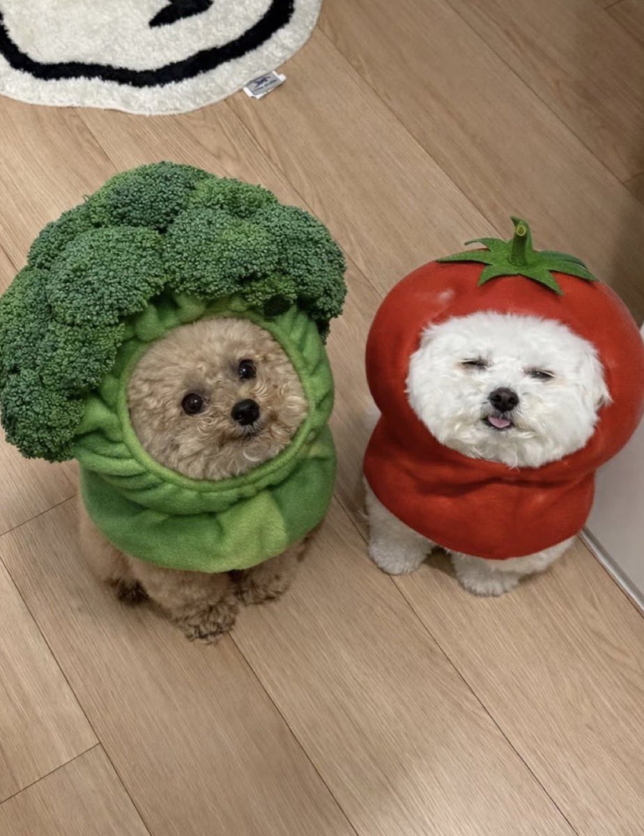 everythingdogss's tweet image. 