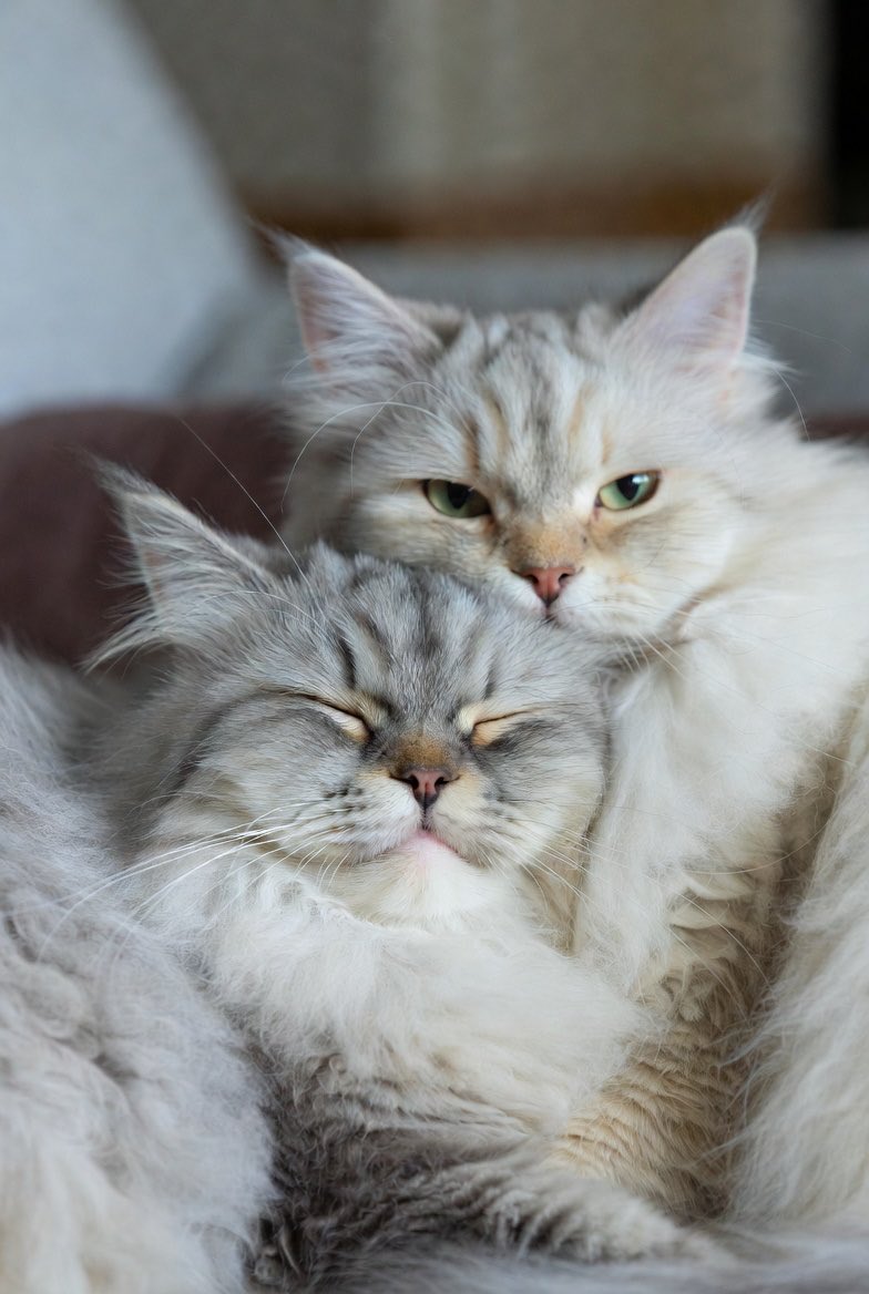 cryptomegu's tweet image. ZCat

5XKTP9wtYb6MKjtLXmYopvu4nP8QCq2dkLKCoRSumoon

＃Z ＃PR