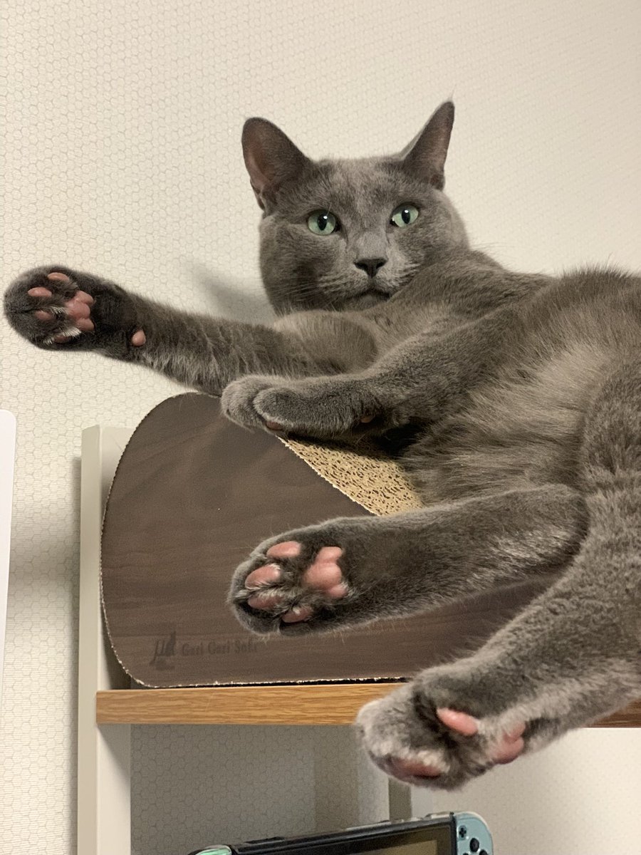 Namal💜│ (❖,❖) tweet media