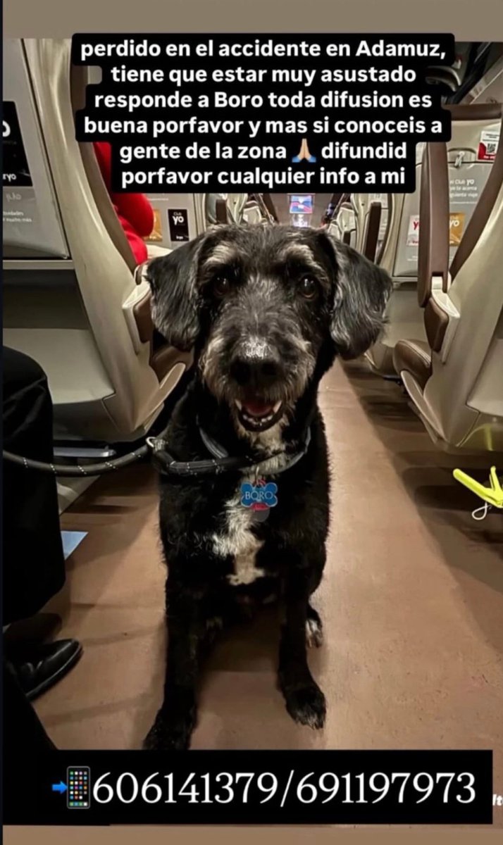 🥺🙏🏽👇🏽🐾❤️ ayer iba en un tren, se llama Boro y está desaparecido.