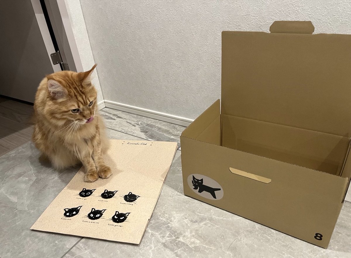 きなこ@OsakanaNeko (@kinako_osakana) / Posts / X