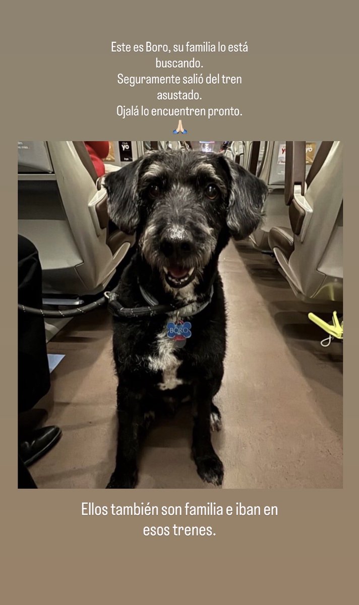 Este es Boro y su familia lo está buscando. A ver si conseguimos difundir y ayudar a esta familia a encontrarlo. 🙏🏻
#AccidenteFerroviarioAdamuz #Boro