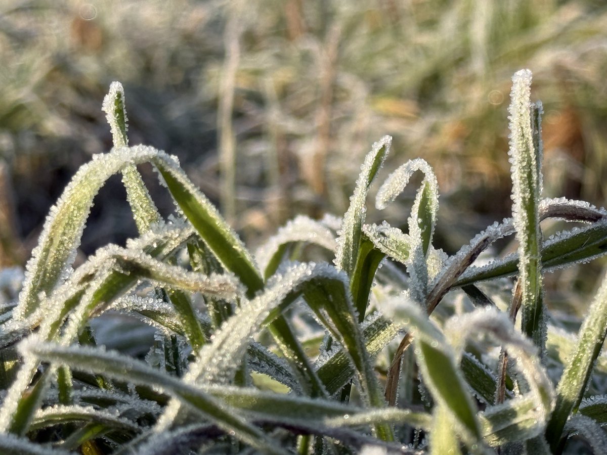 Die Welt liegt heute unter einem Zuckerguss-Mantel aus Frost ❄️☀️🌱 Bei euch auch?

Mit diesem glitzernden kleinen Glücksmoment wünschen wir euch einen sonnigen Start in die Woche. 
#winter #sonne #frost #hochblau #natur