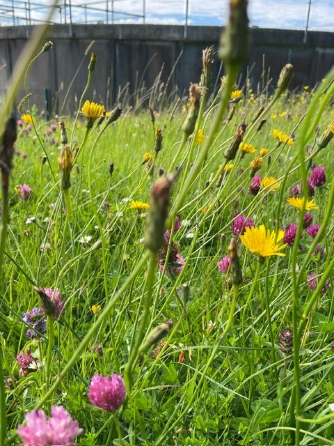 National Federation of Group Water Schemes tweet media
