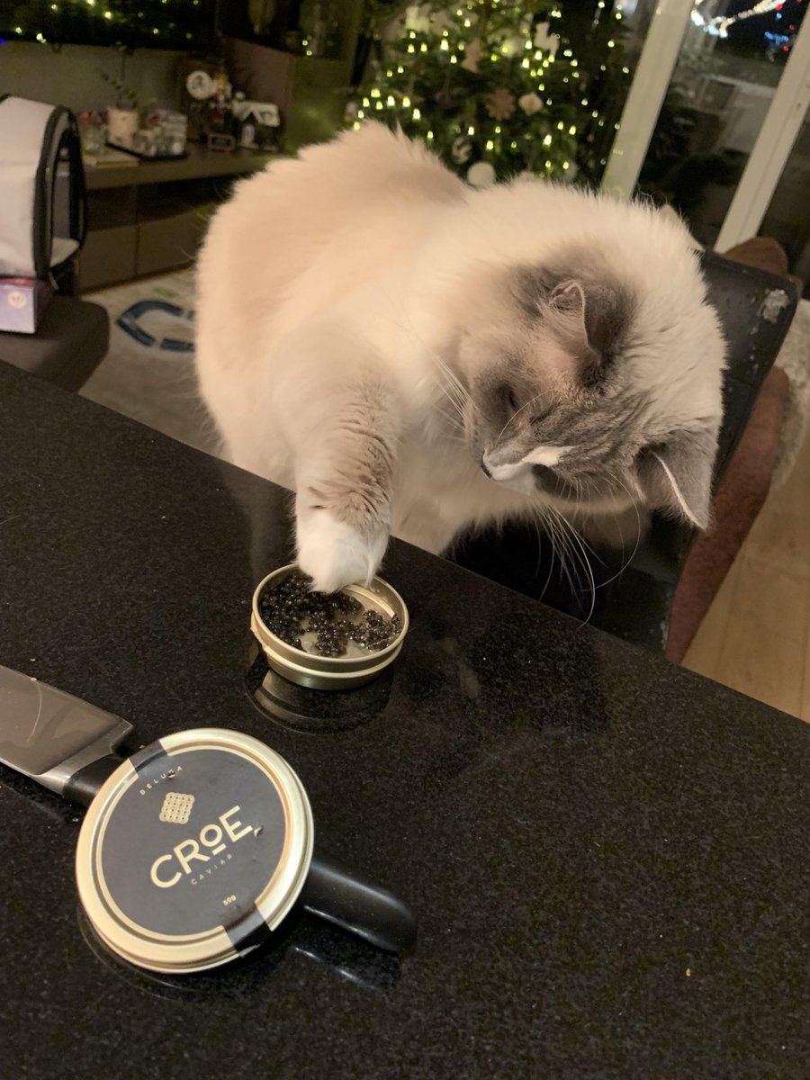 Important message to <a href="/meta_alchemist/">Meta Alchemist</a> cats.

There’s a tin of cat caviar in it for you if you get me that 250x multiplier

Thank you for your attention to this matter